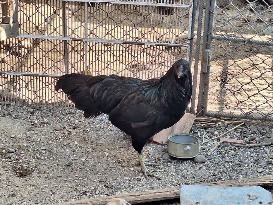 Familie Gaini Sumatra