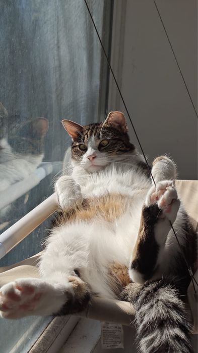 Adopție – Două pisici minunate își caută o nouă casă!