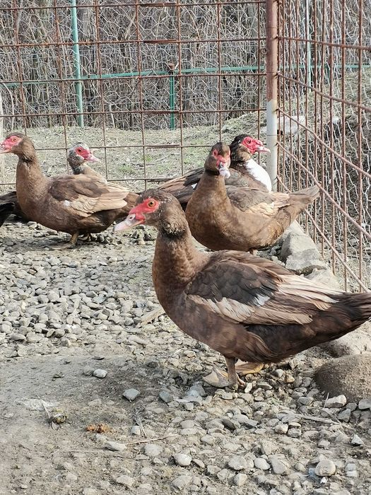Ouă de rață mută ciocolatie pentru incubat