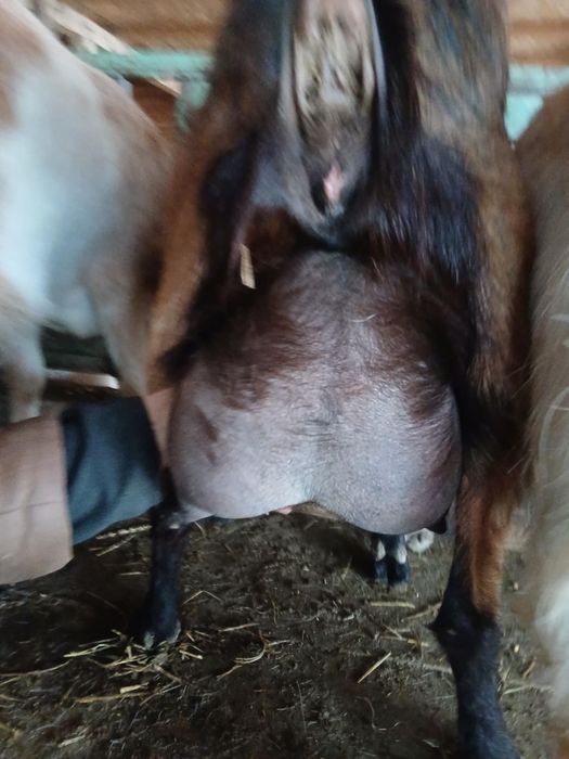 Capre sannen 4 litrii