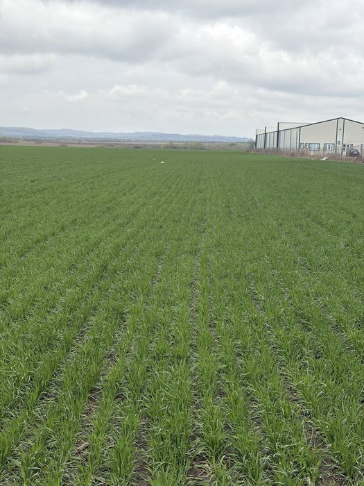 Semanatoare paioase JOHN DEERE 4,5 m buncar 1 tona