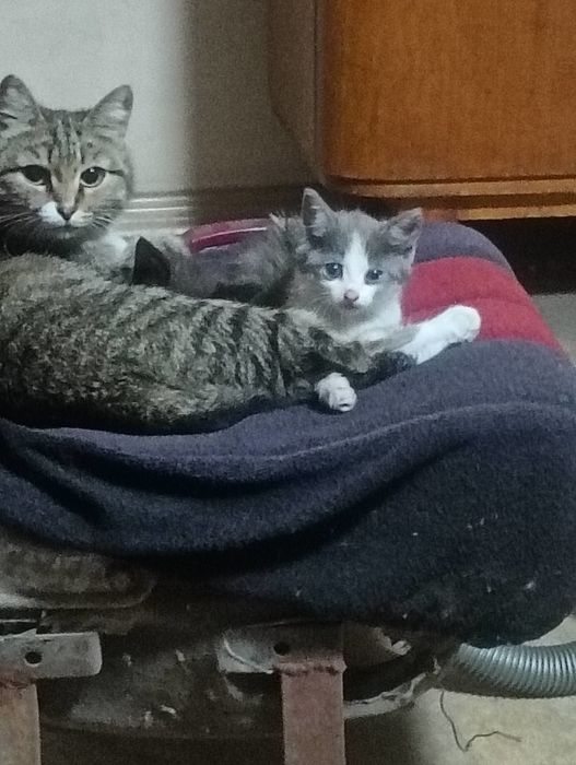 Отдам котят в хорошие руки