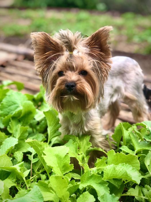 Щенок йоркширского терьера
