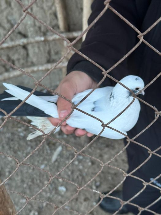 Чернахос кептерлер сатылады