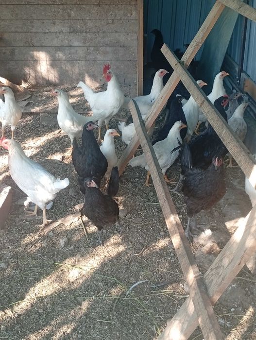 vand gaini tinere diverse rase cu varste intre 4-5 luni