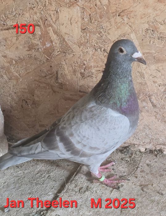 Porumbei voiajori