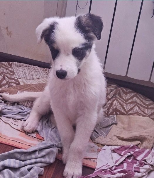 Отдам щенка в добрые руки