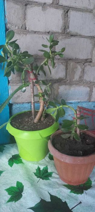 Алое Вера и Толстянка денежное дерево