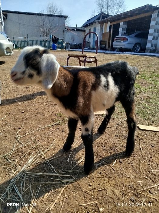 Англонубиский теке лак