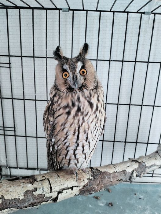 Ушастая Сова Самка продажа