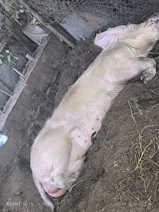 Продам кабанов производителей!