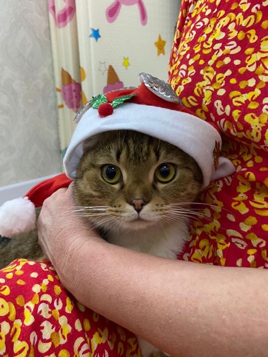 Шотландский вислоухая