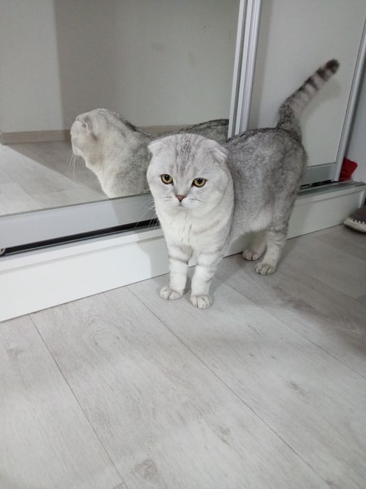 Чисто кровный фолд вязка