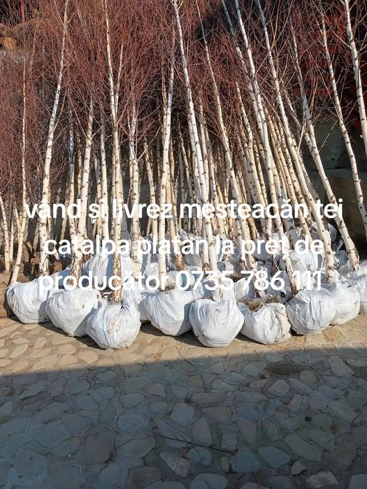Vând copaci ornamentali mesteacăn tei platani