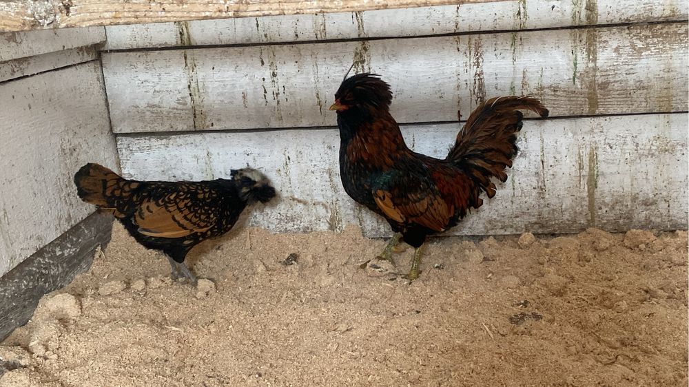 Ouă pentru incubat din rasele : Padaoană și Australorp .