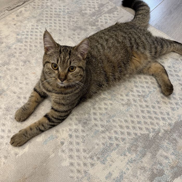 Котенка в добрые руки