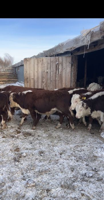 Продам белоголовых бычков 55 голов
