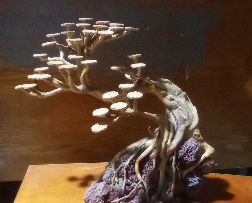 Аквариумные растения ,альтернантера рейнека