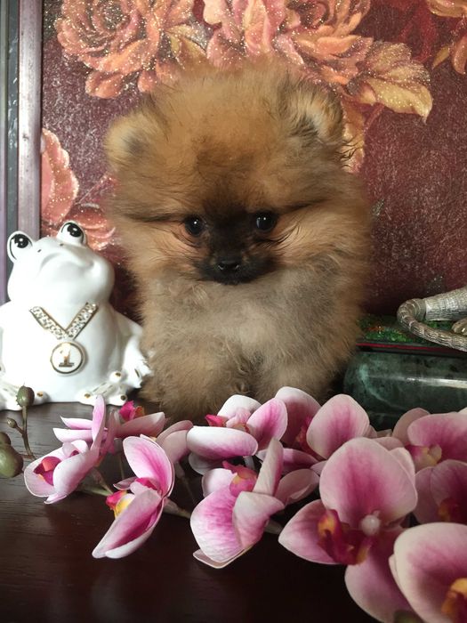 щенки померанского шпица