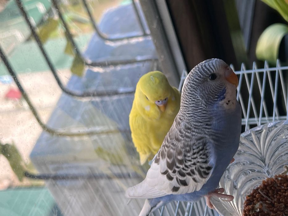 Papugaylar Polruchnoy  Valnisti Волнистый попугай подчех