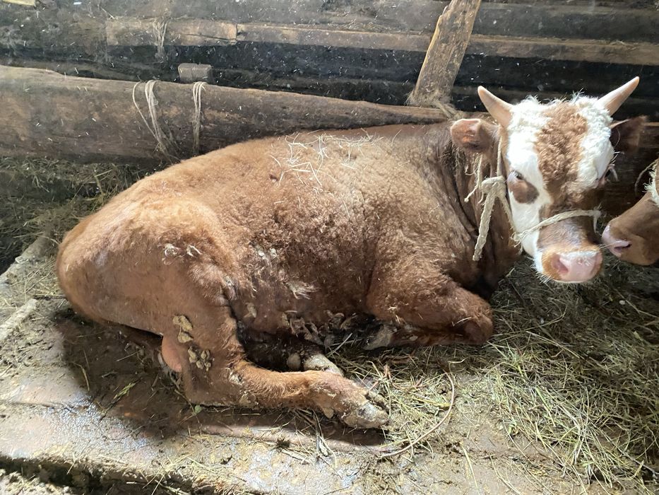 Откорм бычки, откорм бұқалар