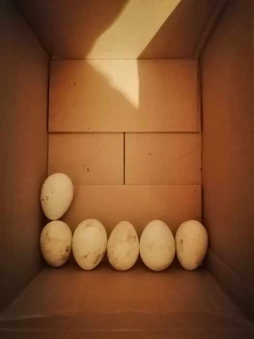 Гусиные яйца инкубационые