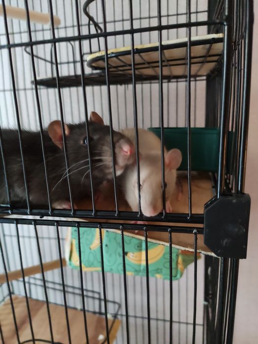Продам двух крыс вместе с клетками
