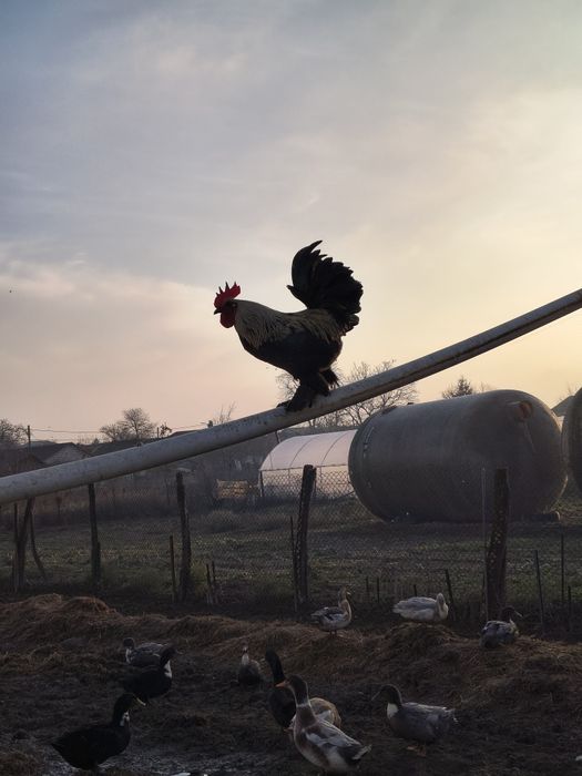 Ouă de la țară găină și rata