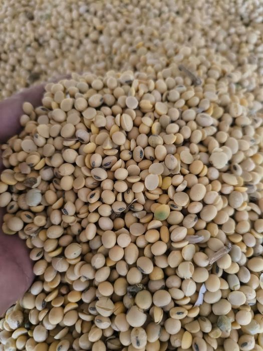 Соя ( соевые бобы)