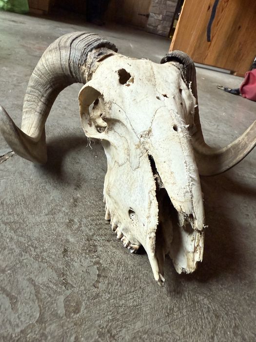 Продава се!!! Череп овен