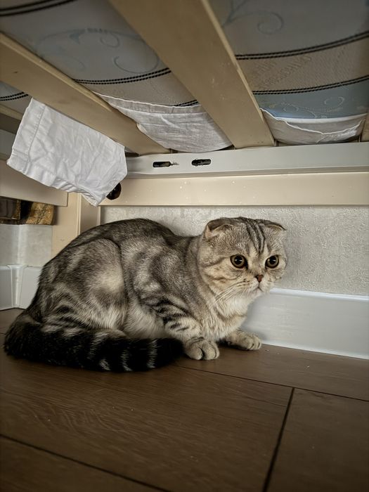 Кот вислоухая шиншилла