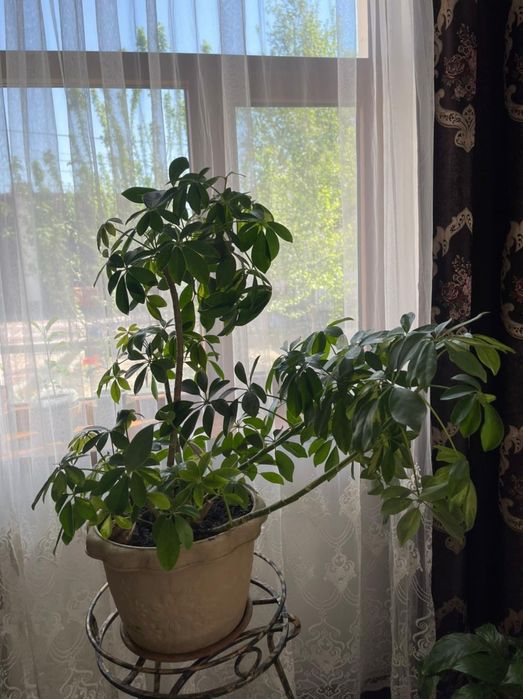 Продается комнатные цветы