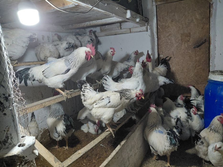 Адлер қоразы сатылады