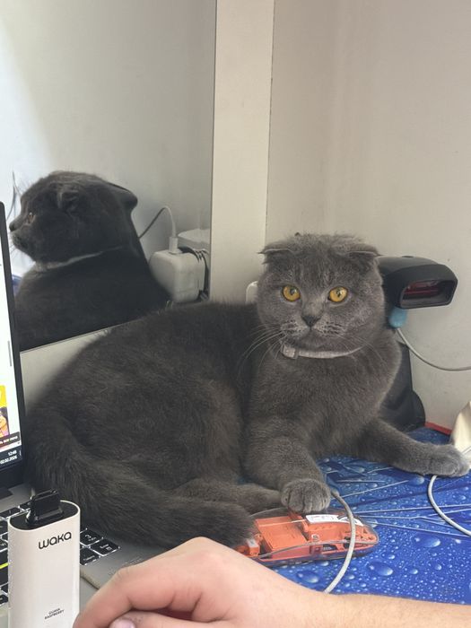 Шотландская вислоухая кошка