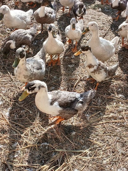 Урдак сотилади 180 000