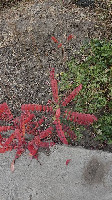 Продам саженцы  дерева сумак.