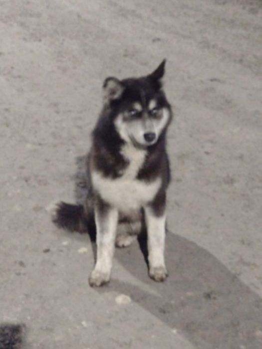 Молодая хаски девочка ищет дом