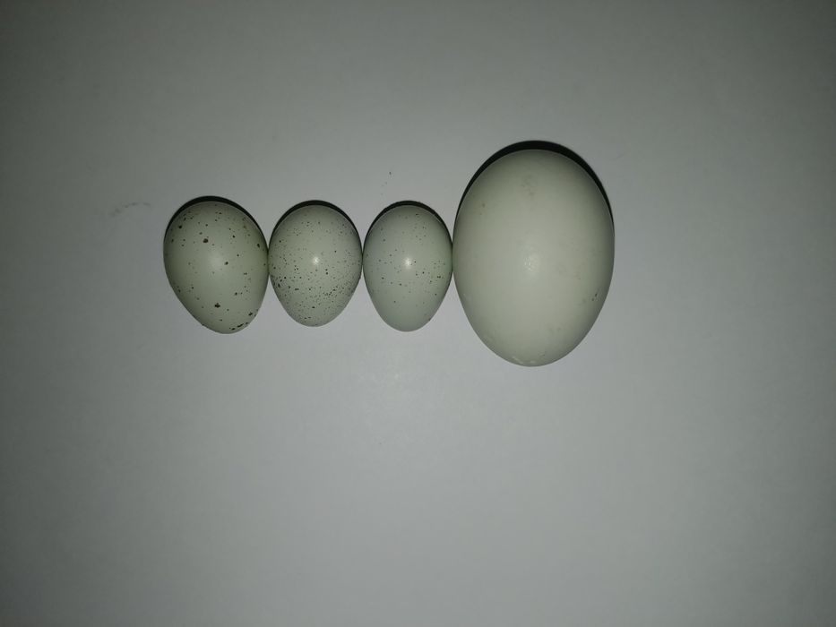 Домашние яйца продаются.
Уй тухуми сотилади.