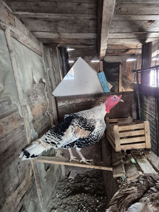 Индюки на племя узбекская палевая