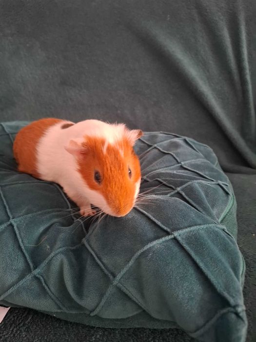 Porcusori de guineea