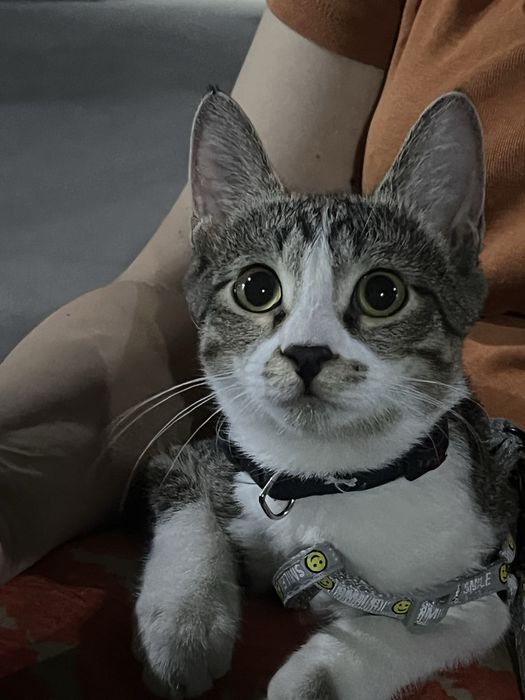 Мушук сотилади!!