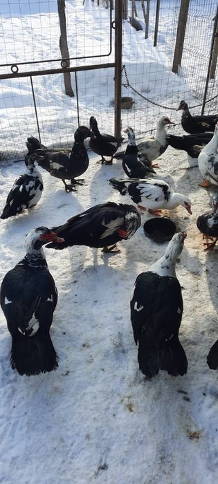 Rațe mute de vanzare