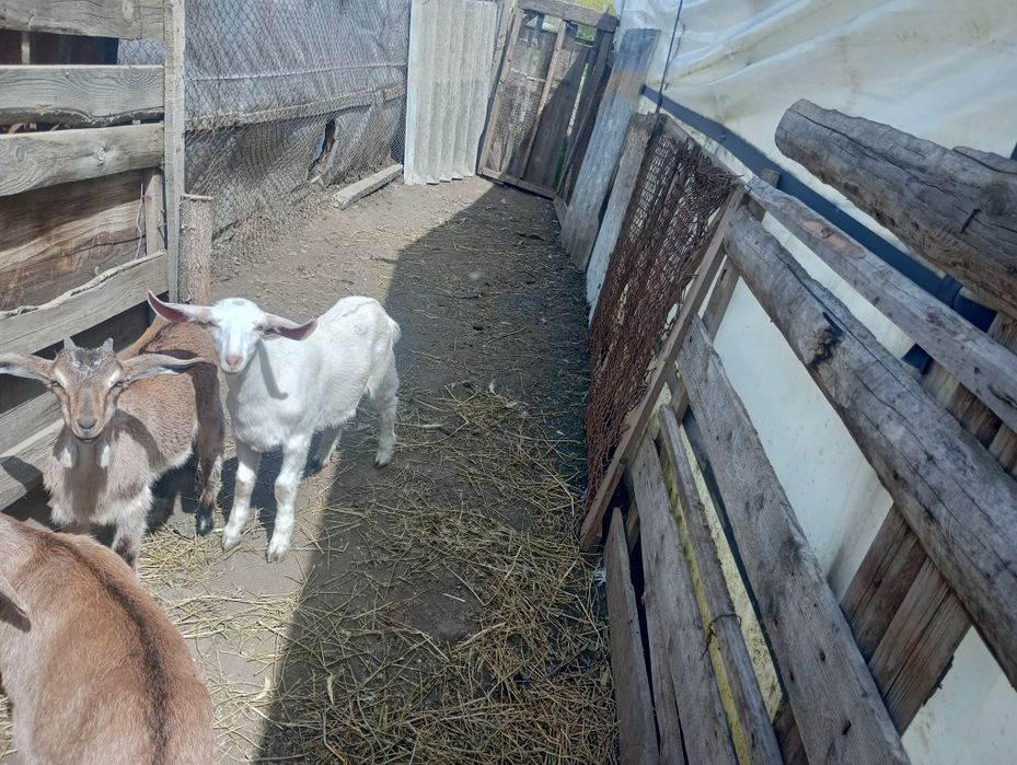 Vând Iadă și țap