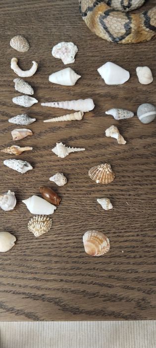 Ракушки.  Морское , речные.