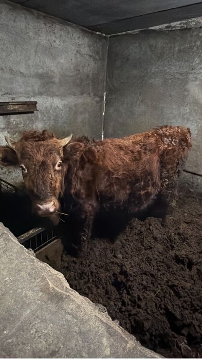 Продам бычков…..