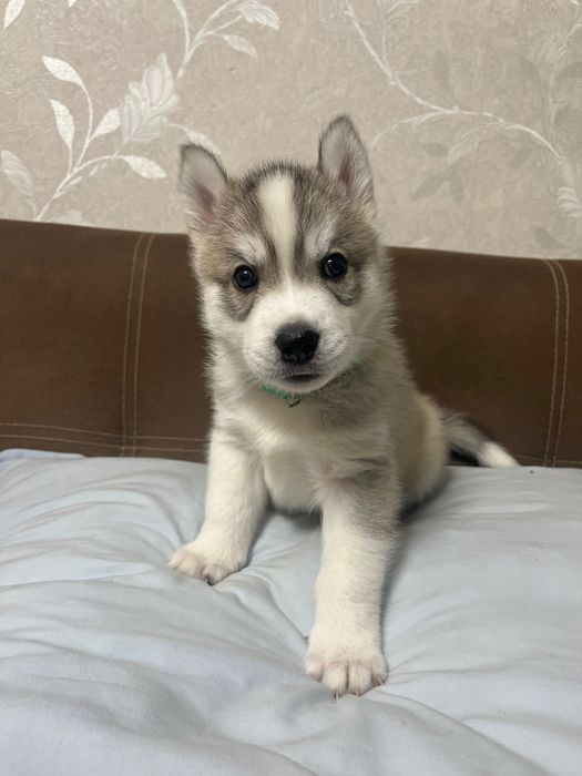 Бебета порода сибирско хъски –  за резервации