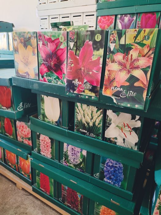 Луковичные растения Сортовые