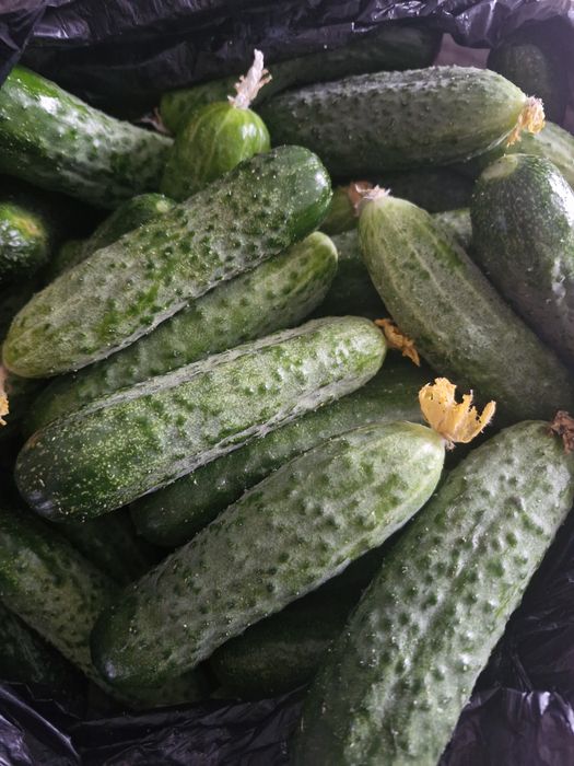 Огурцы домашние хрустящие