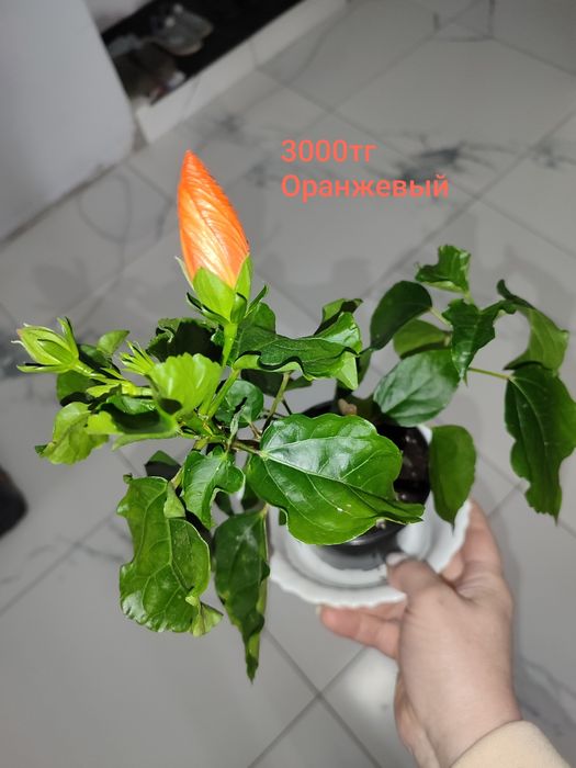 Продам комнатные цветы.