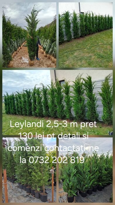 Tuia leilandy, spirale,pon pon,palmier